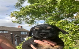 Border Terrier dogs for sale: Fabulous Chucky Boys - Image 16