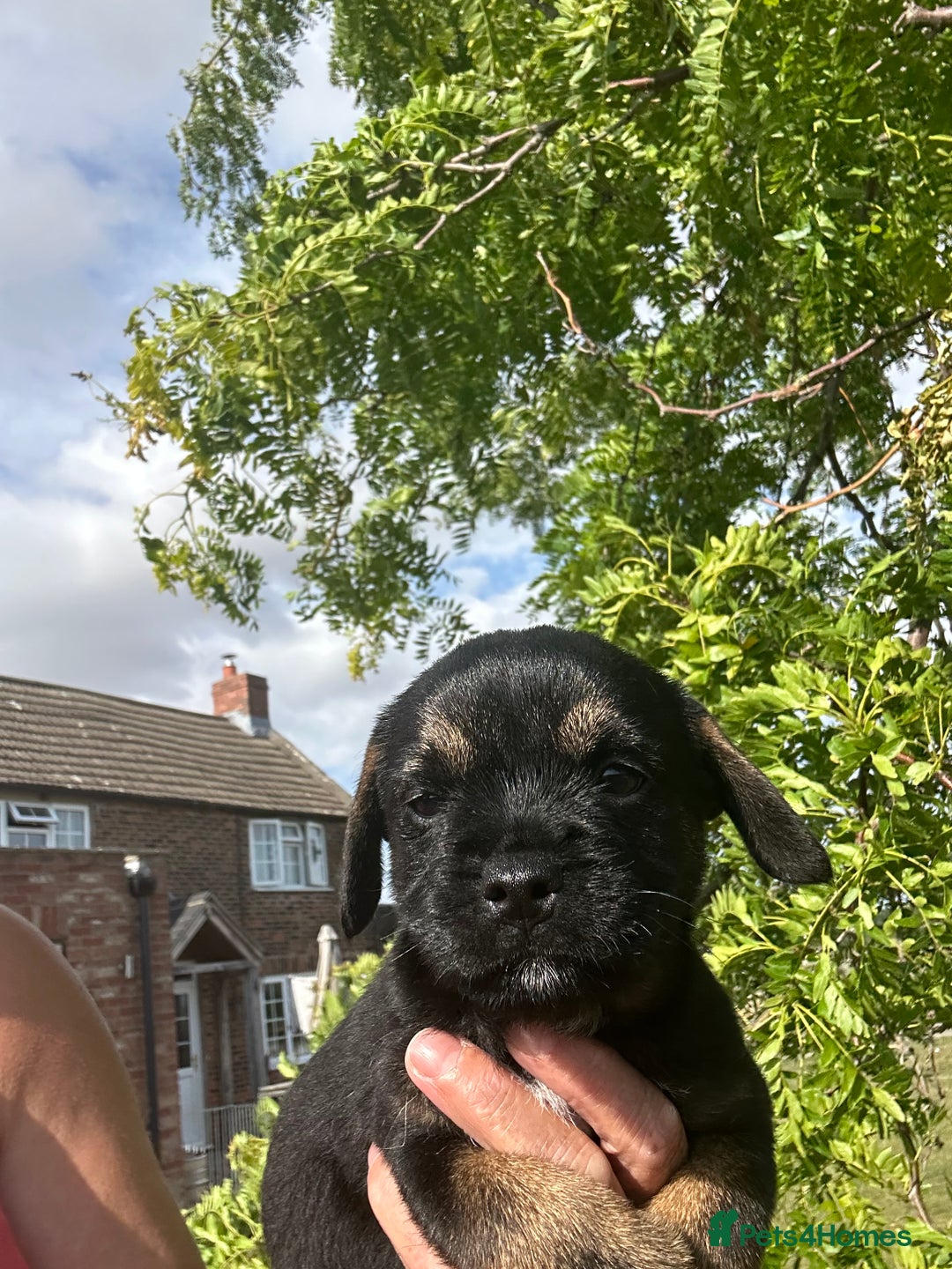 Border Terrier dogs for sale: Fabulous Chucky Boys - Image 16