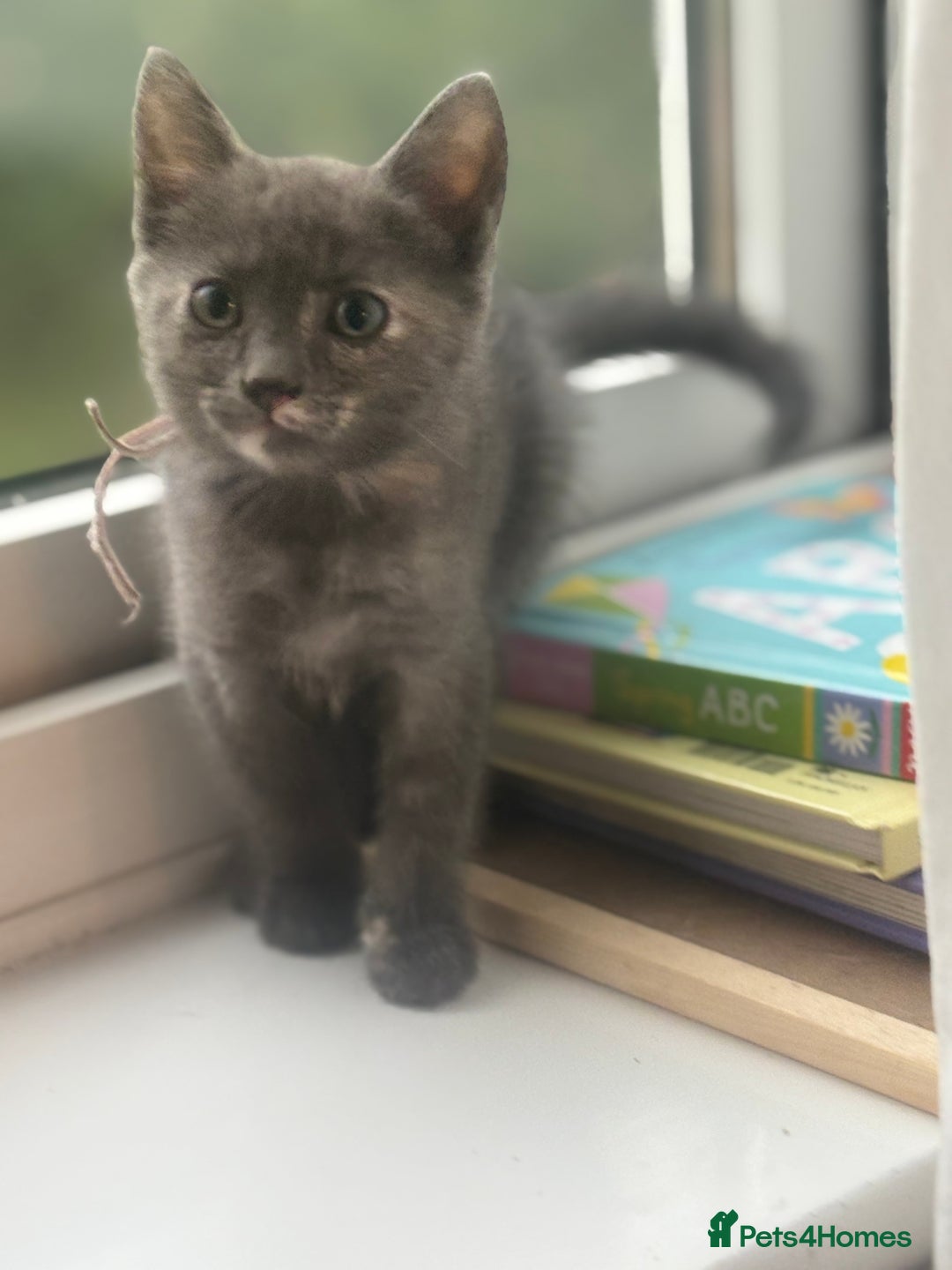 Ragdoll cats for sale: Gorgeous Ragdoll X Kittens - Solid Colours - Advert 8