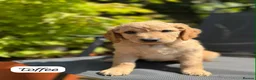 Goldendoodle dogs for sale: Beautiful Goldendoodle Puppies ready next week - Advert 19