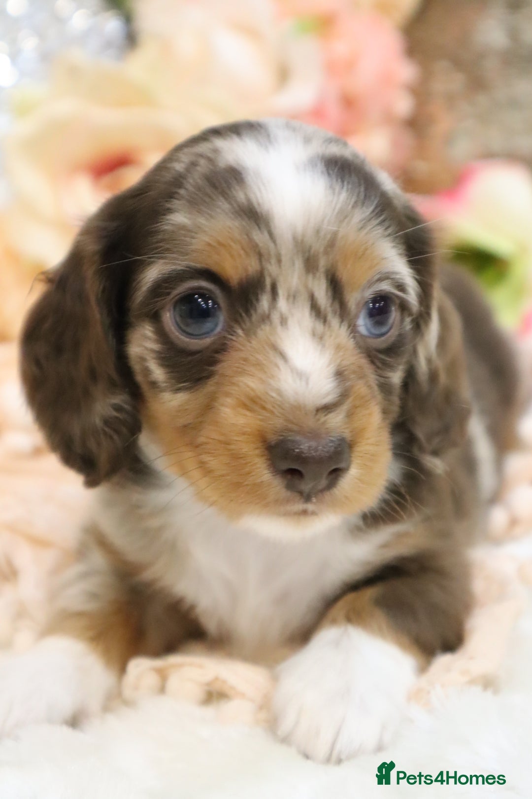 Miniature Dachshund dogs for sale: KC Miniature Dachshund Puppies - Advert 19