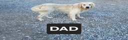 Golden Shepherd dogs for sale: Golden retriever/ german shepherd  puppies - Advert 21