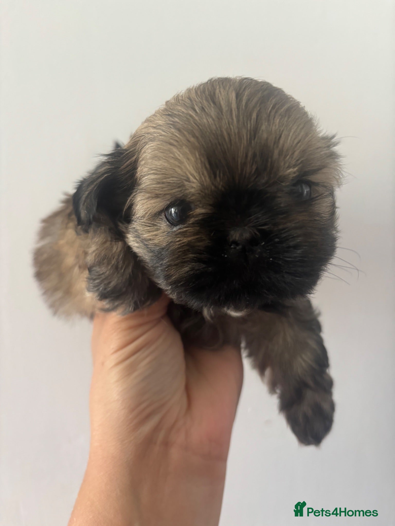 Shih Tzu dogs Imperial Shih Tzu girl  - Advert 18