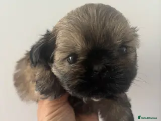 Shih Tzu dogs Imperial Shih Tzu girl - Advert 18