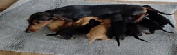Miniature Dachshund dogs for sale: beautiful miniature dachshund puppies available  - Advert 25
