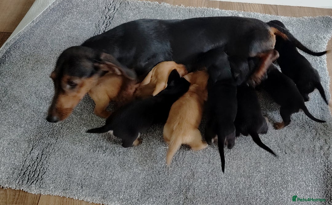Miniature Dachshund dogs for sale: beautiful miniature dachshund puppies available  - Advert 25