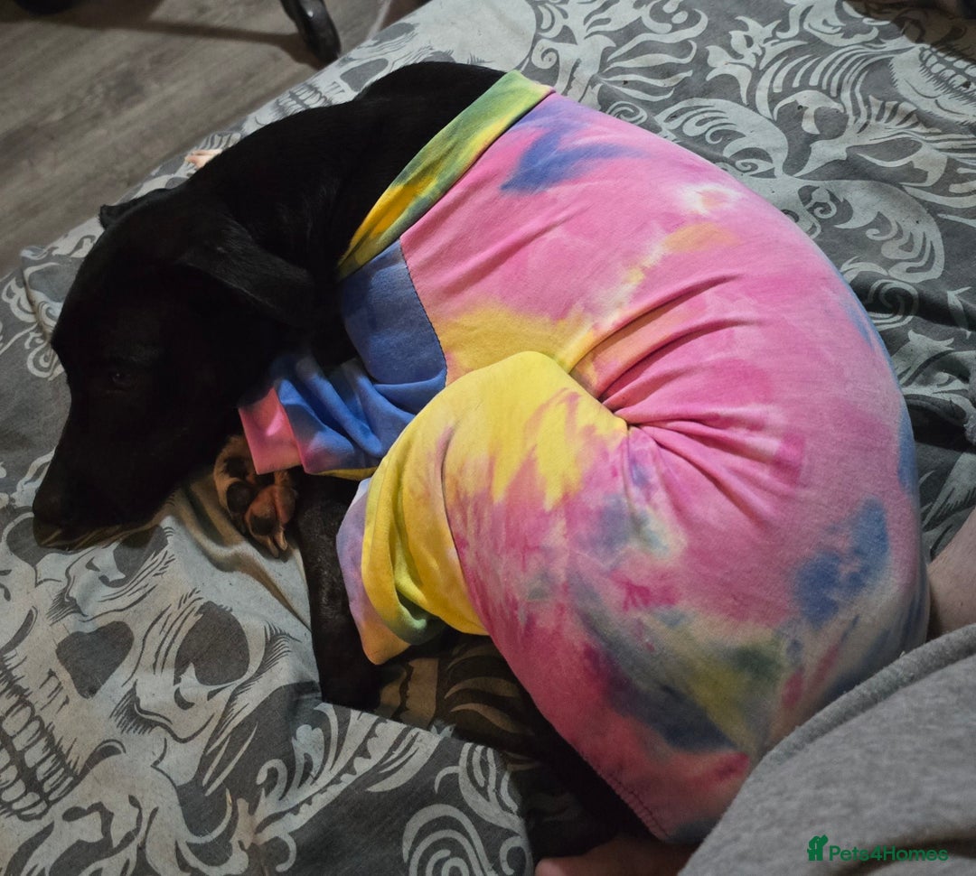 Mixed Breed dogs for sale: Loving Dog needs Loving Home  - Image 8