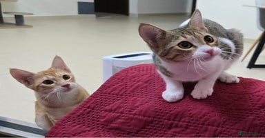 Mixed Breed cats - Advert 1