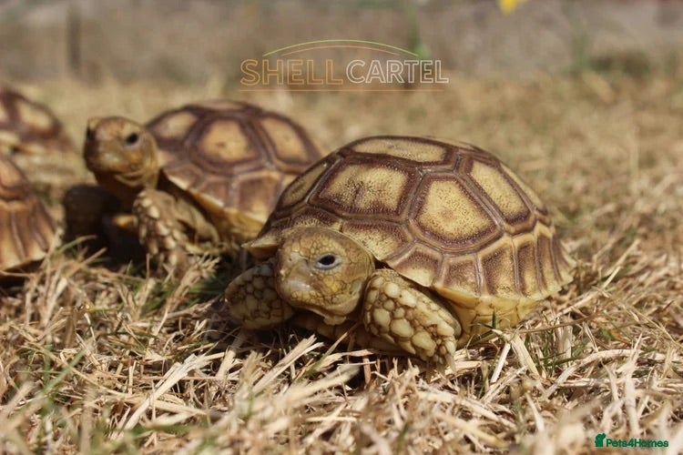 Tortoise reptiles BABY SULCATAS & SET UPS - Advert 1