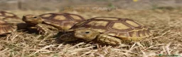 Tortoise reptiles for sale: BABY SULCATAS & SET UPS! - Advert 3