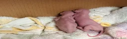 Sphynx cats for sale: 2 beautiful Sphynx kittens  - Advert 3