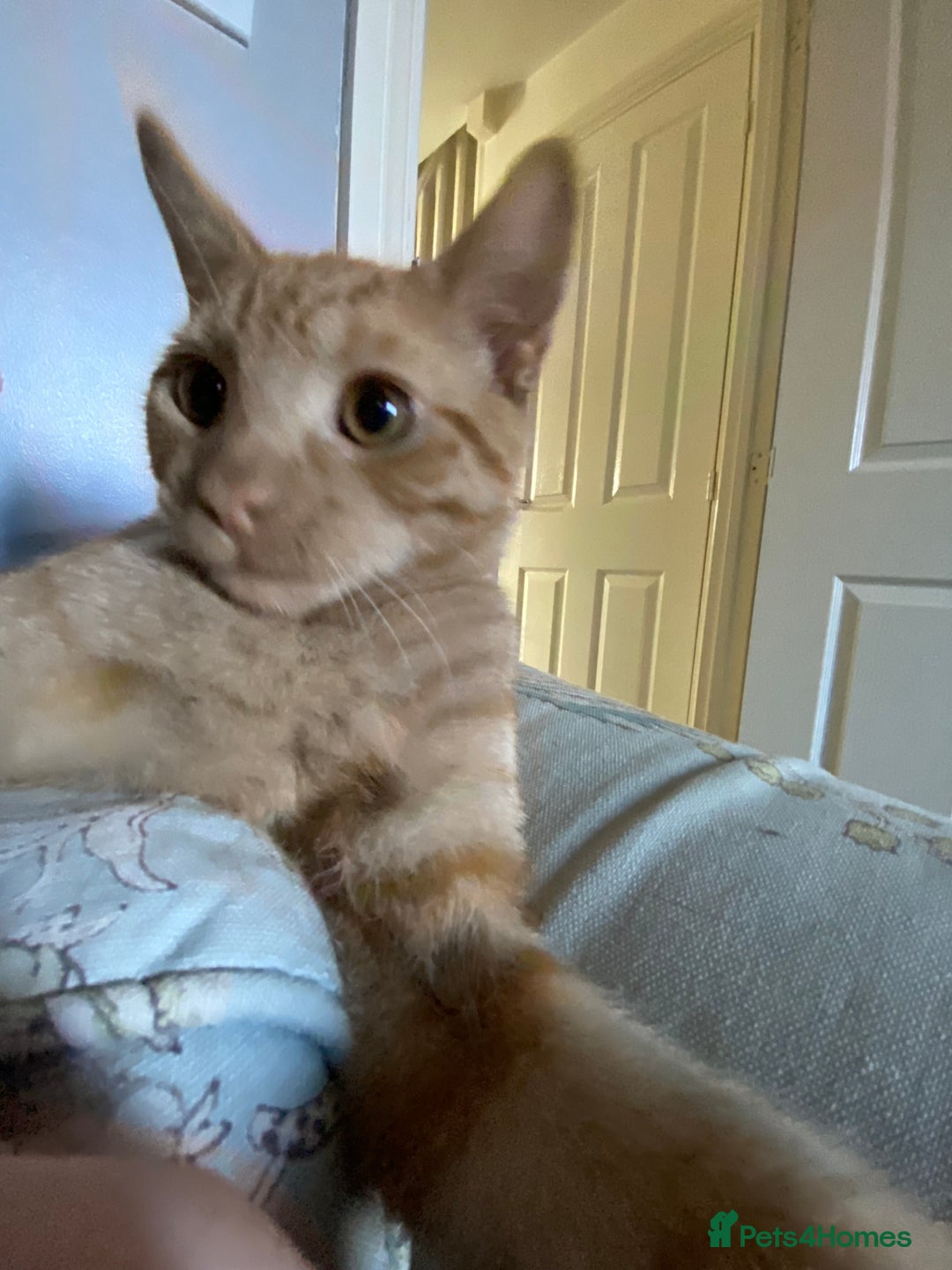 Domestic Shorthair cats for sale: 19 week old kitten looking for forever home  - Image 3
