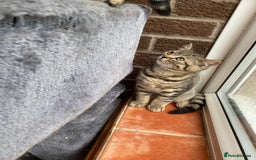 British Shorthair cats for sale: BSH Pedigree Chunky Kittens Chocolate/Gold striped - Image 8