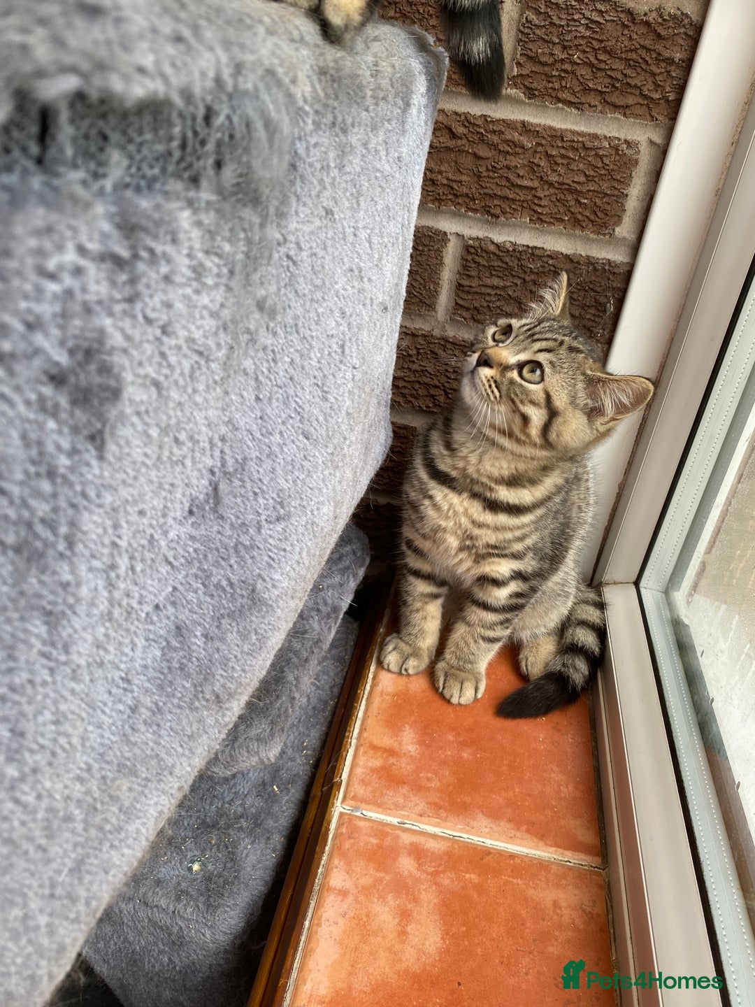 British Shorthair cats for sale: BSH Pedigree Chunky Kittens Chocolate/Gold striped - Image 8