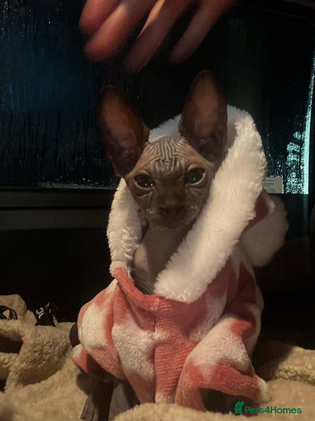 Sphynx cats for sale: Sphynx kitten for sale  - Advert 2