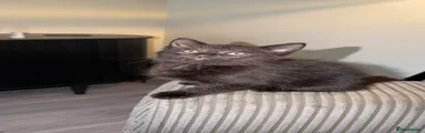 Domestic Shorthair 2
