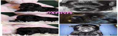 Oxana