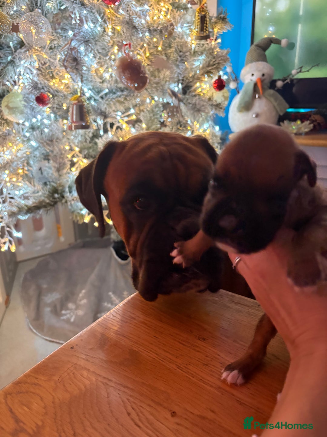 Boxer dogs for sale: KC registered boxer puppies  - Advert 14