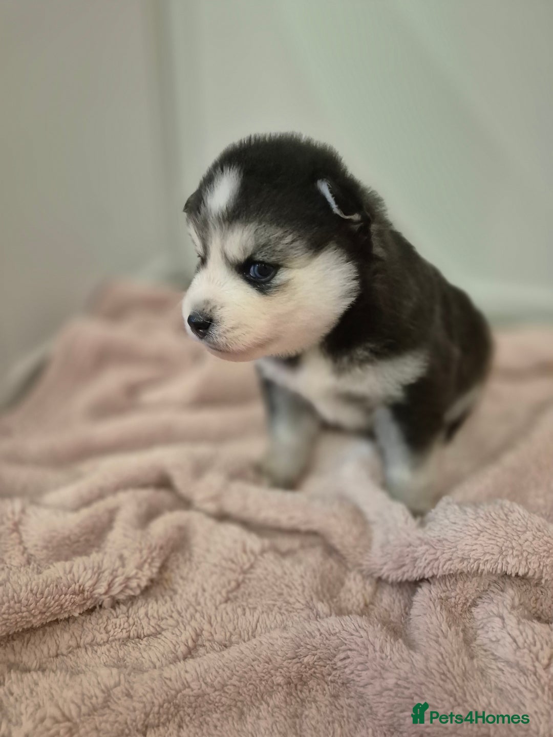 Pomsky dogs for sale: The perfect Blue eyed pomskys  - Advert 9