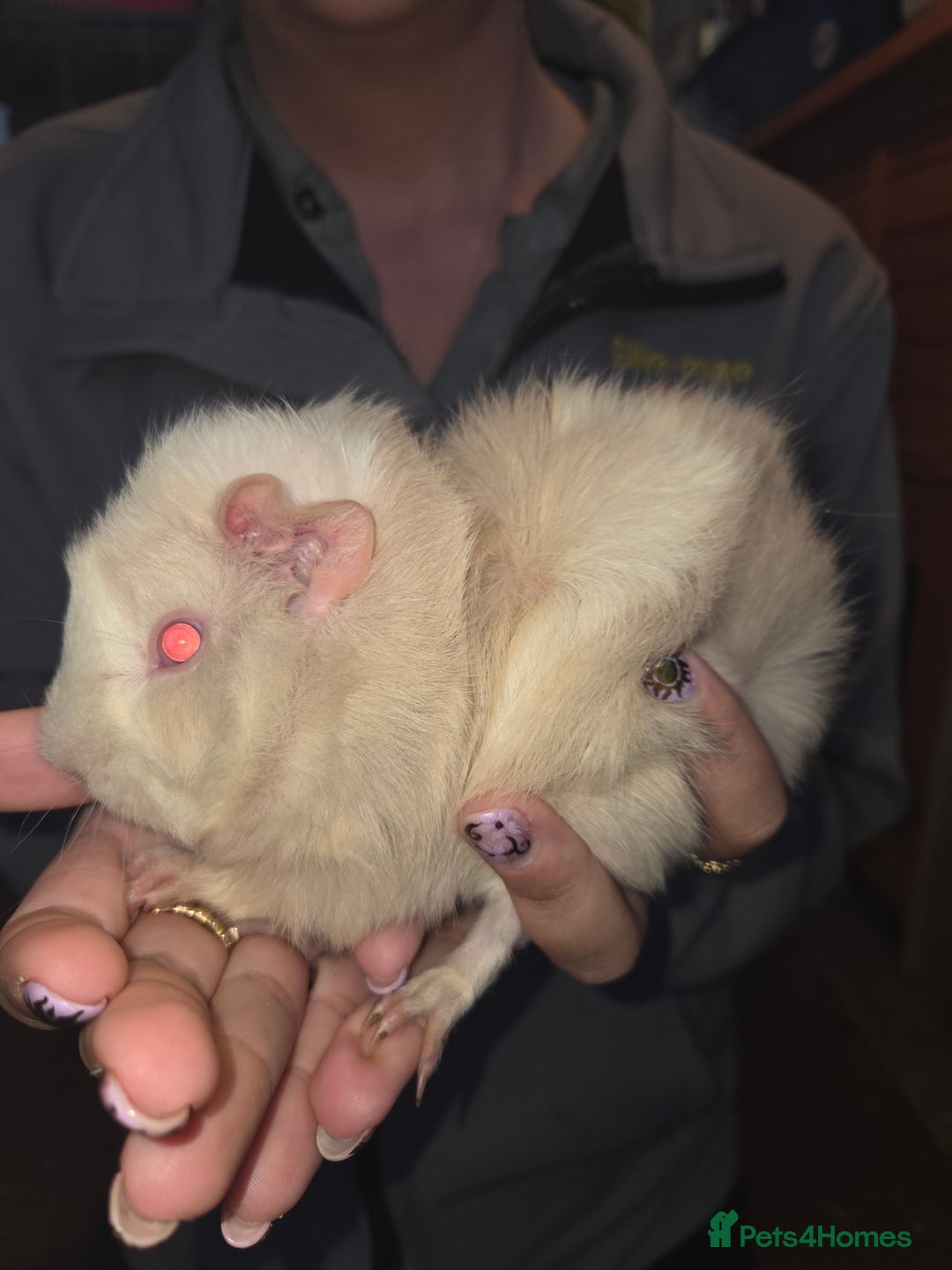 Guinea Pig rodents for sale: Baby guinea pigs - Advert 9