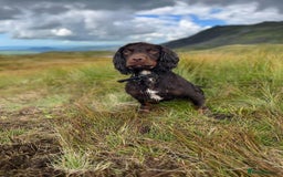 Cocker Spaniel dogs for sale: KC registered cocker spaniels - Image 17