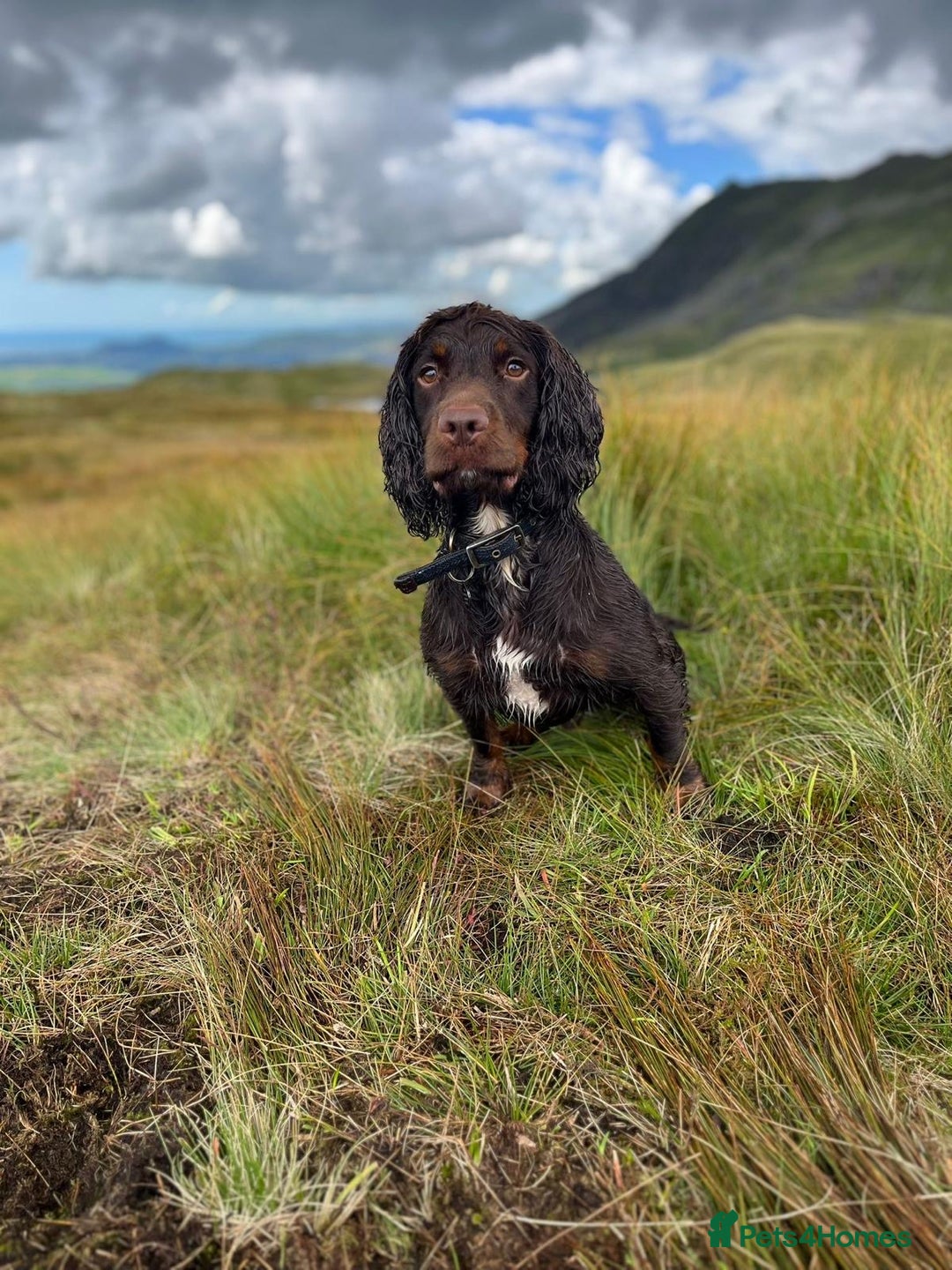 Cocker Spaniel dogs for sale: KC registered cocker spaniels - Image 17
