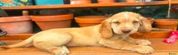 Sprocker dogs for sale: Sprocker puppies - Advert 4