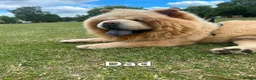 Chow Chow dogs for sale: Show stopping DWKC black male and female chow pup - Advert 12