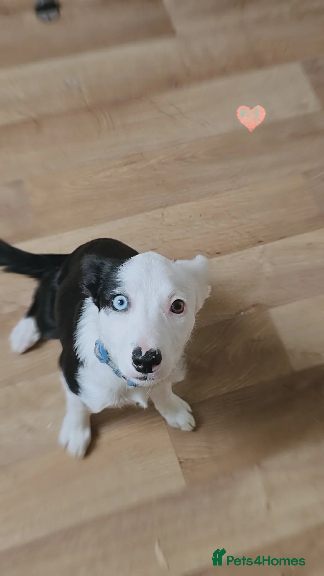 Border Collie dogs for sale: border collie female dog for sale  - Advert 6