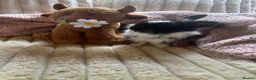 Lionhead rabbits for sale: Baby lionhead cross flop rabbits  - Advert 20