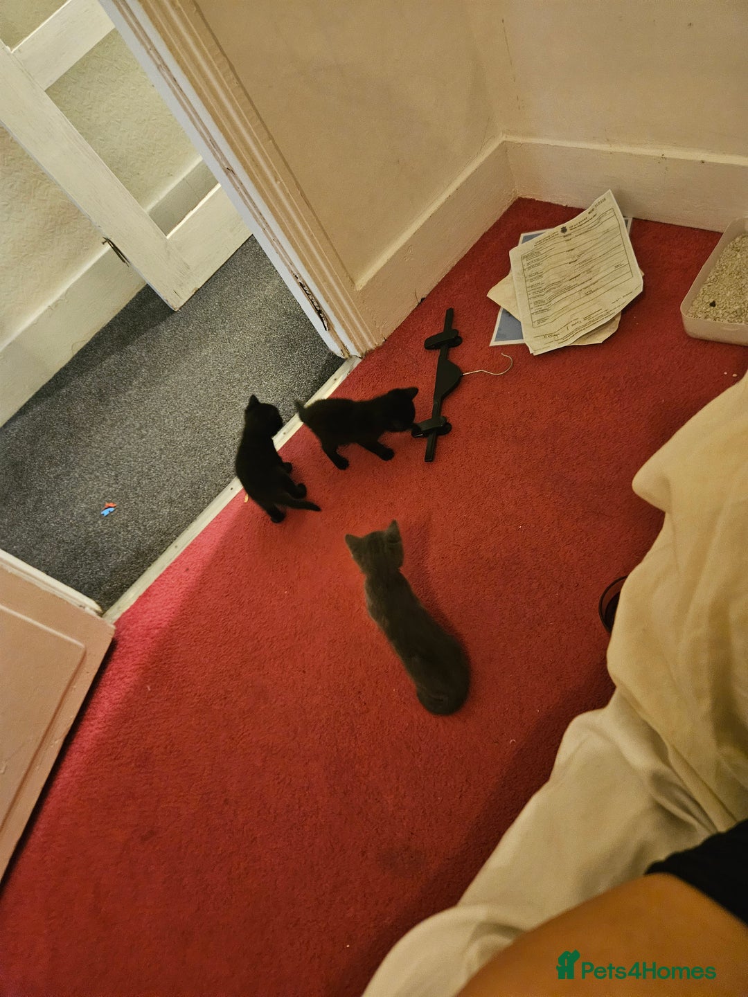 British Longhair cats for sale: Kitten - Image 4