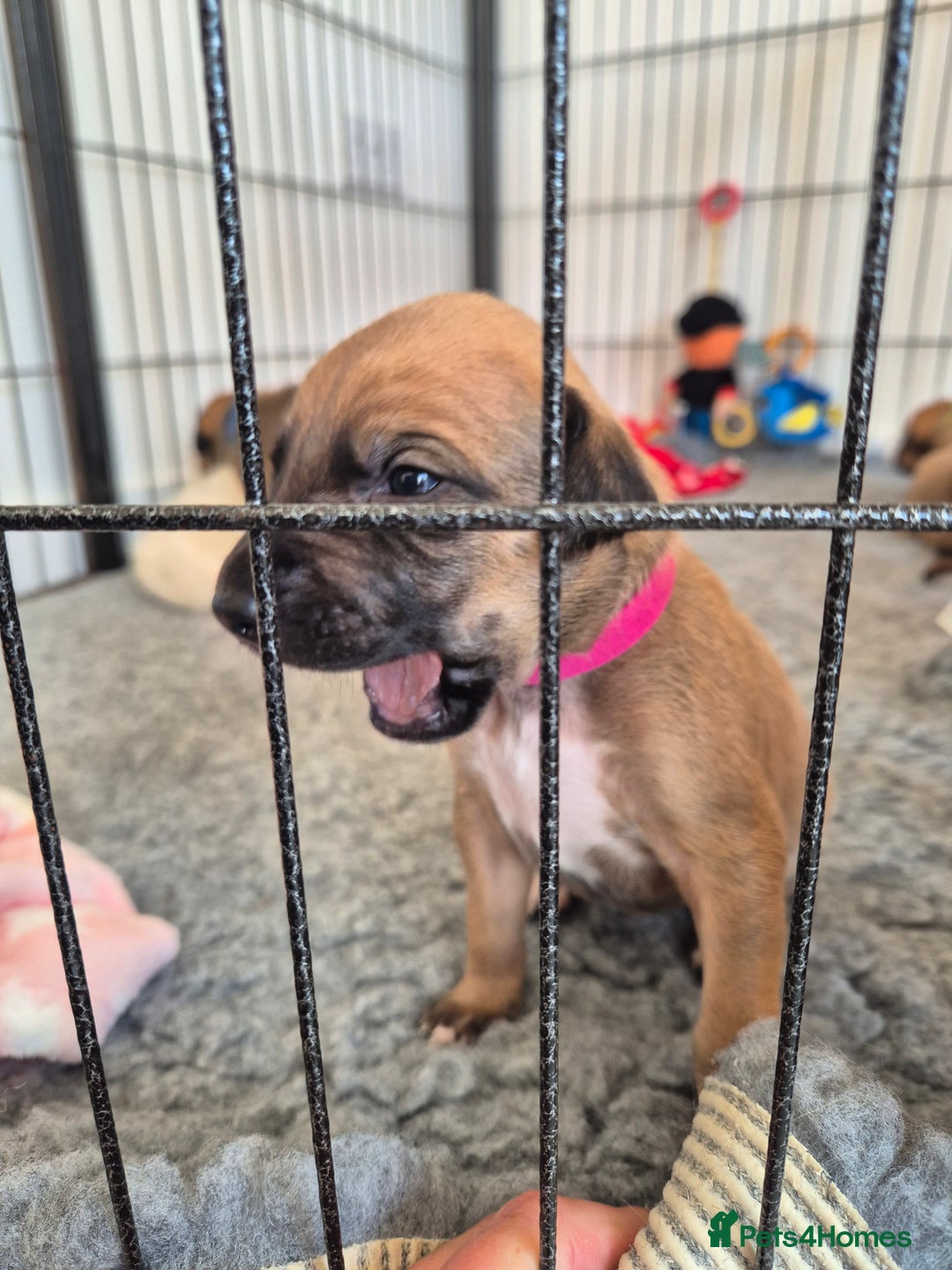 Mixed Breed dogs for sale: Lurcher x staffie - Image 4