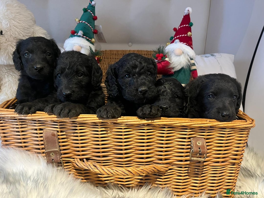 Labradoodle dogs for stud: Beautiful labradoodle for stud - Advert 5