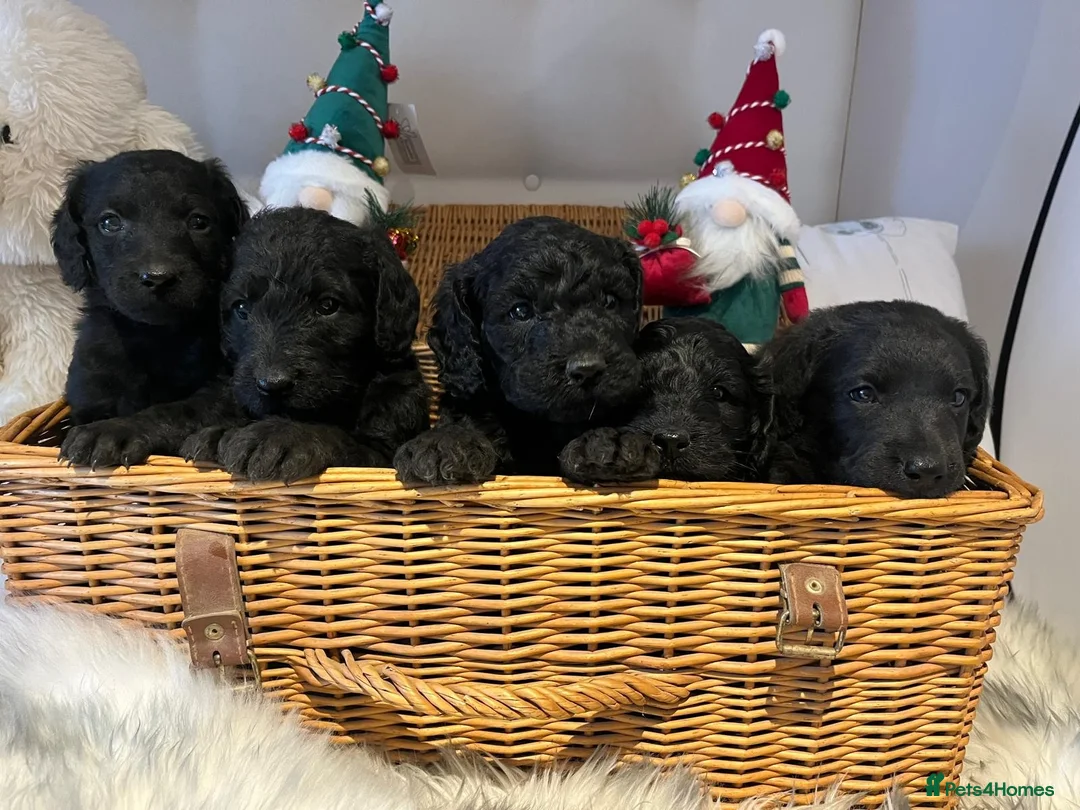 Labradoodle dogs for stud: Beautiful labradoodle for stud - Advert 5