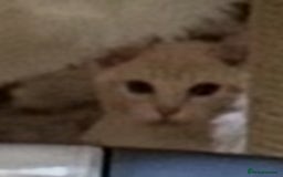 Burmese cats for sale: A fantastic litter of 7 Burmese babies  - Image 33