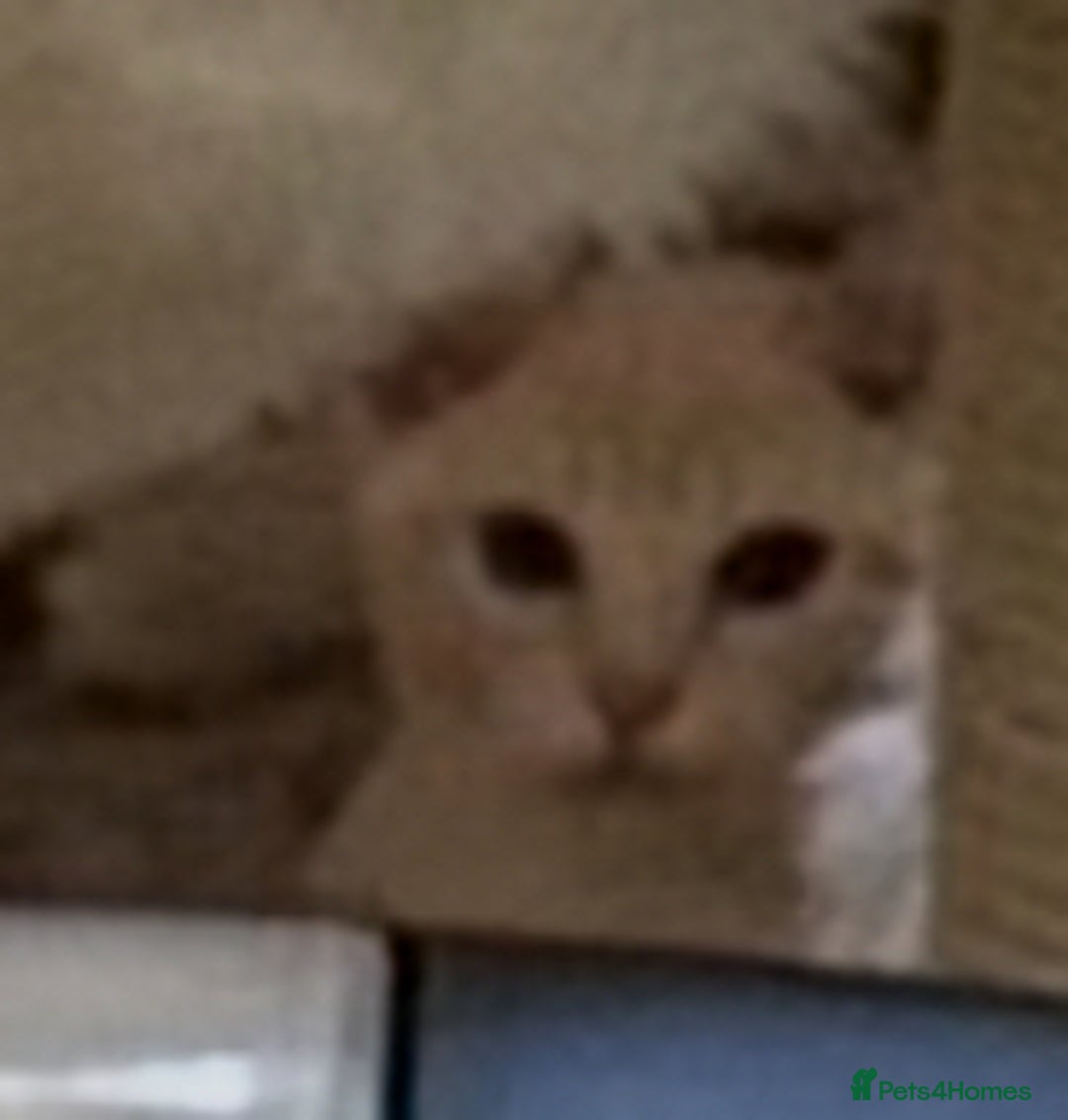 Burmese cats for sale: A fantastic litter of 7 Burmese babies  - Image 33