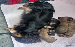 Miniature Dachshund dogs for sale: ⭐️ Miniature Long Haired Dachshund Pups ⭐  - Image 17