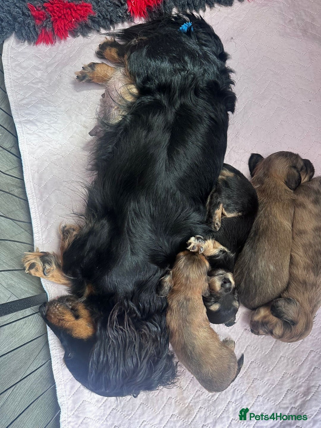 Miniature Dachshund dogs for sale: ⭐️ Miniature Long Haired Dachshund Pups ⭐  - Image 17