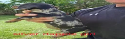 Miniature Dachshund dogs for sale: PRA CLEAR, KC REG MIN DACHSHUNDS  - Advert 7