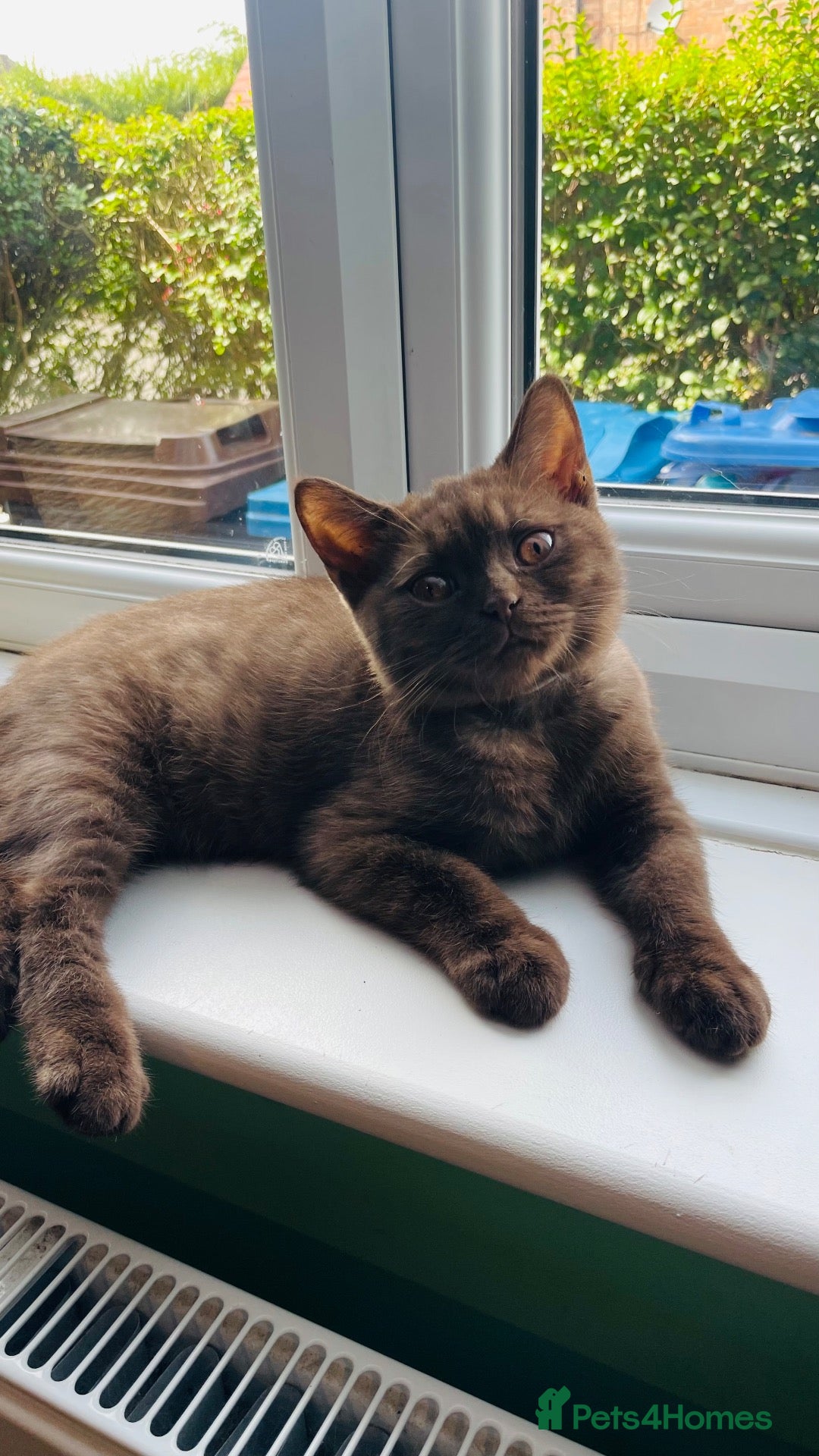 British Shorthair cats Beautiful chocolate/cinnamon BSH boys - Advert 1