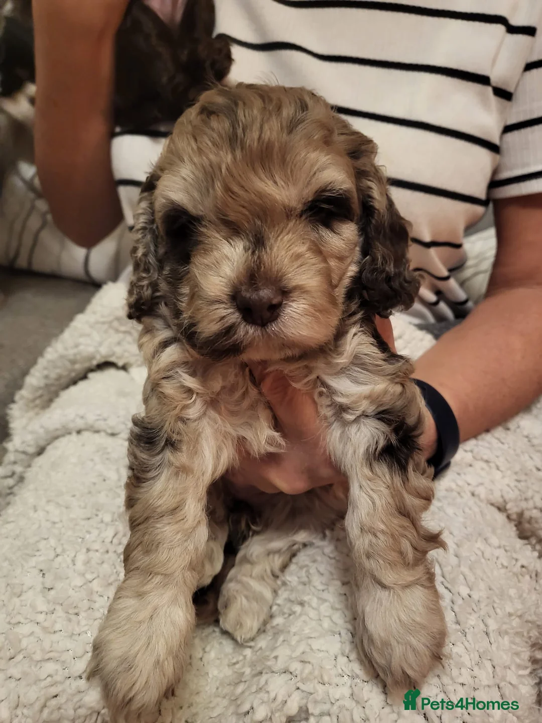 Cockapoo dogs for stud: PROVEN DNA tested Cockapoo Stud-Chocolate Merle in Stafford - Advert 18