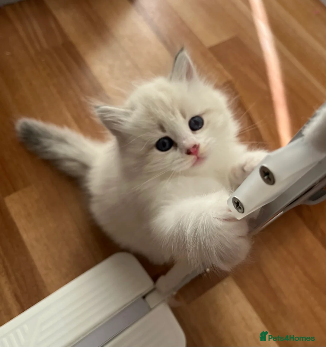 Siberian cats for sale: Neva Masquerade Siberian  - Advert 2