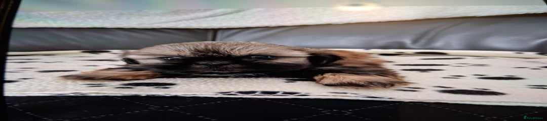 Shih Tzu Puppy 2 dobie 