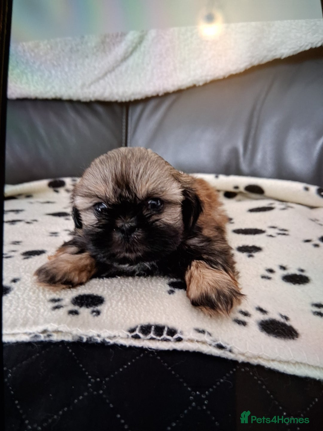 Shih Tzu dogs for sale: Imperial shishi shih tzu - Image 12