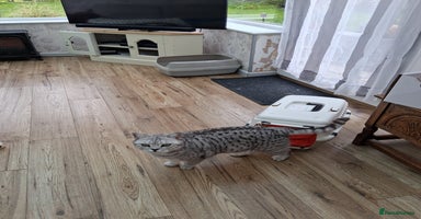 British Shorthair cats - Advert 10