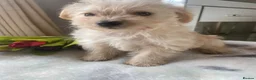 Westiepoo dogs for sale: Westypoos in Northallerton - Advert 3