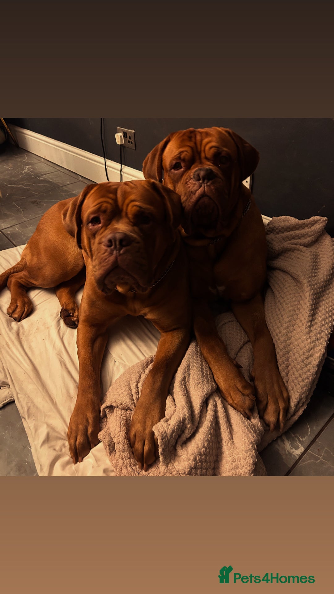 Dogue De Bordeaux dogs for stud: Full pedigree dogue de bourdeaux Stud  Available  - Advert 5
