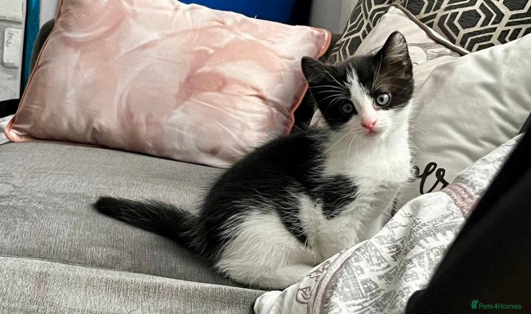 British Shorthair cats for sale: Male,Female  - Image 5