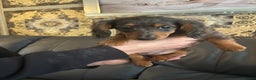 Dachshund dogs for sale: Dachshund pups kc registed - Advert 8