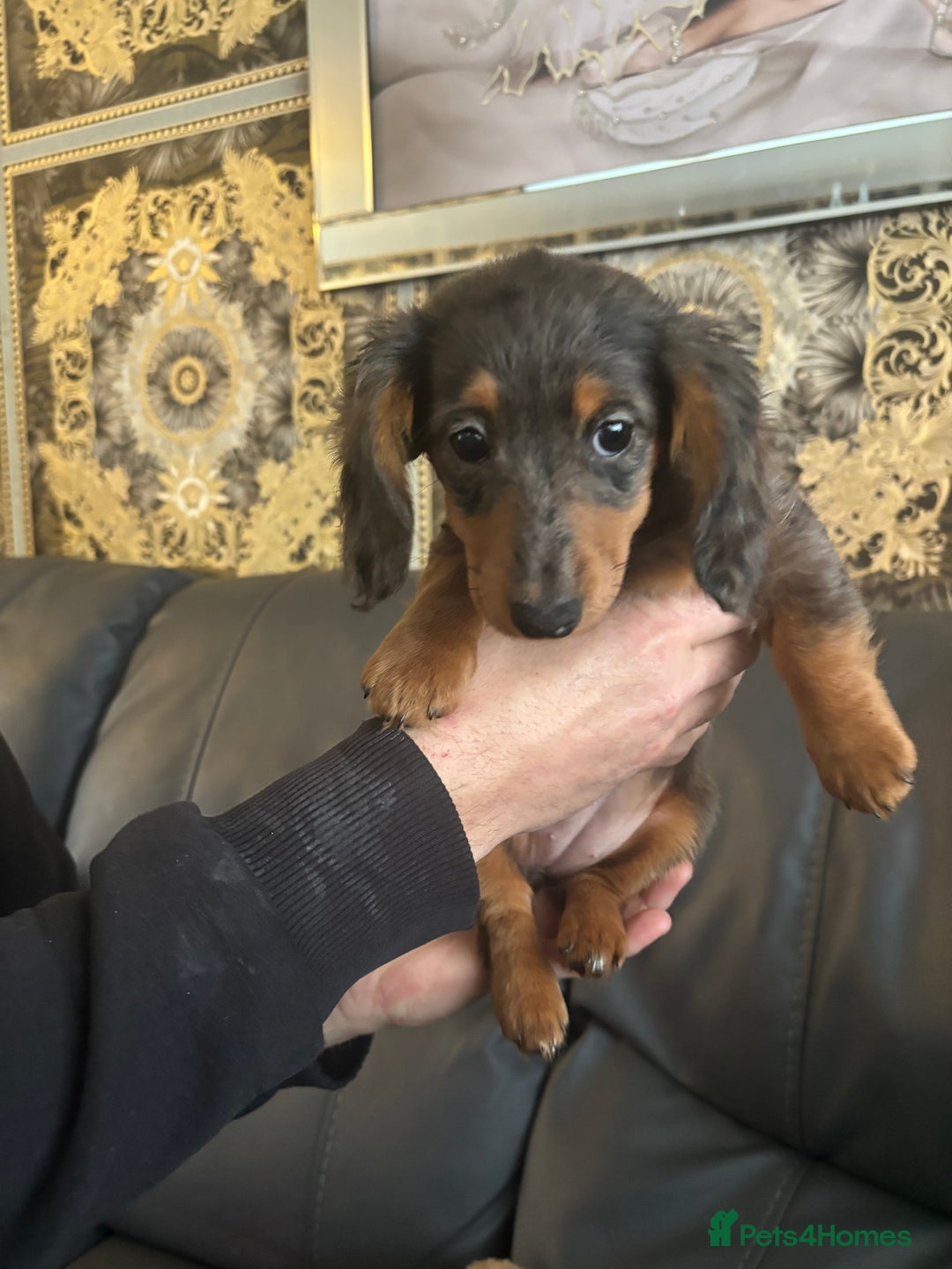 Dachshund dogs for sale: Dachshund pups kc registed - Advert 8